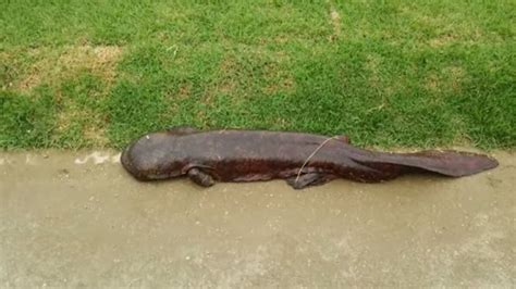 Une salamandre géante filmée au bord d une route au Japon