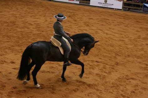 El saló del cavall i del poni Equus Girona obre demà les seves portes