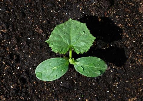 Guide To Ash Gourd Farming Beginner Tips For Ash Gourd Cultivation