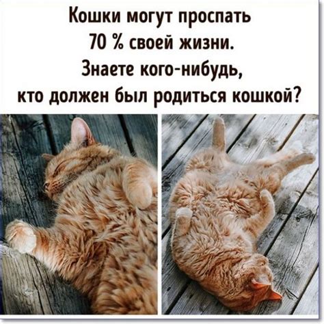 Прикольные картинки с надписями ржачные (299 картинок)
