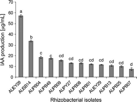 Characterization Of Rhizobacteria Isolated From Wild Coffea Arabica L