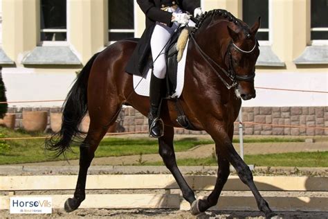 Dressage Olympics Gold Medal Winners Gerta Albertina