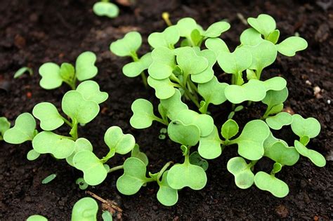 Growing Bok Choy The Complete Guide To Plant Care And Harvest Bok