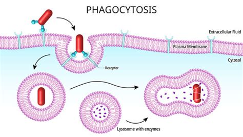 Phagocyte Diagram