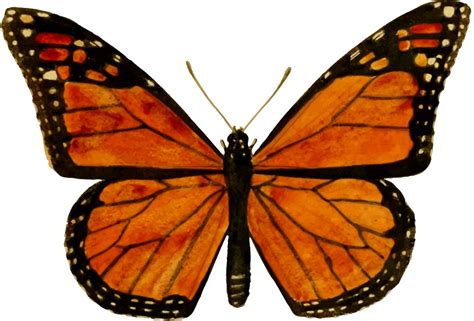 Onlinelabels Clip Art Monarch Butterfly