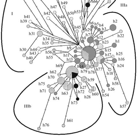 The Median Joining Network Of Cytb Haplotypes Of The Lesser