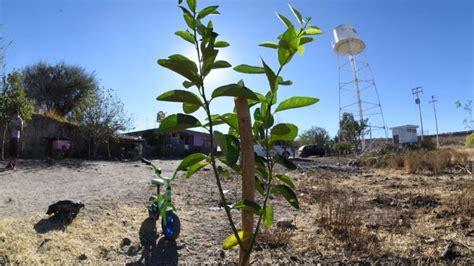 De los más de 11 mil árboles plantados sobrevive el 85 dice Medio