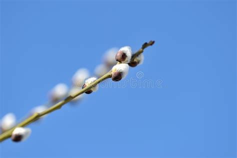 Branch Of Pussy Willow On Background Of Blue Sky Close Up Stock Image
