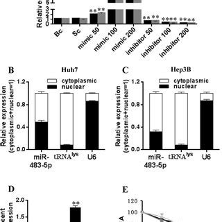 The Overexpression Of Mir P And P Mrna In Hcc Cells And Human Hcc