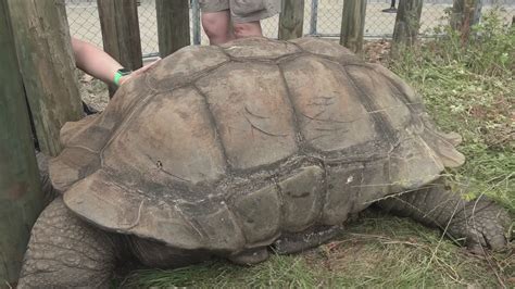 Big Al A Tortoise Whos Around 150 Years Old Returns To Zoo