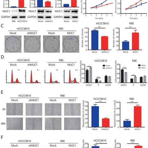 Up Regulation Of Muc1 Promoted Proliferation Cell Cycle Progression