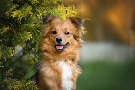 Fun Dog Facts For Kids Badger Veterinary Hospital Janesville Vet