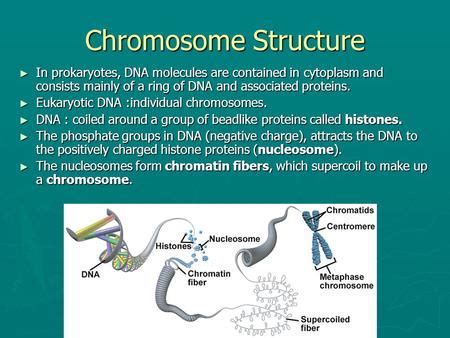 Chapter Dna Replication Repair And Recombination Ppt Video