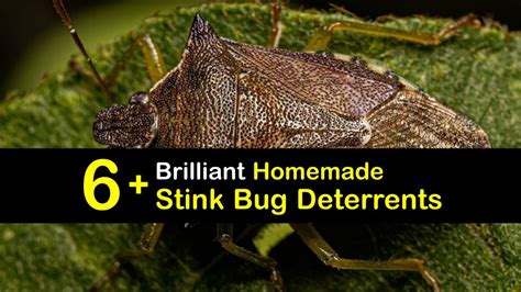 Naturally Deter Stink Bugs - DIY Stink Bug Repellents