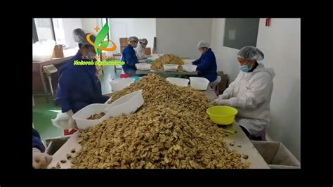 New Yunnan Walnut Kernel 10kg Ctn YouTube