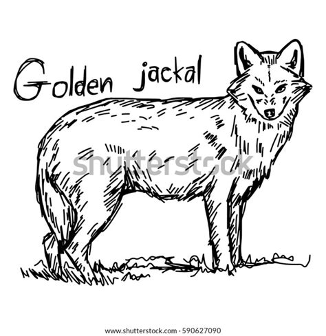 Golden Jackal Vector Illustration Sketch Hand Stock Vector Royalty