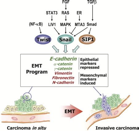 Epithelial Mesenchymal Transitions Cell