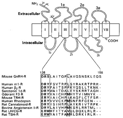 Amino Acid Sequence Alignment Of The Second Intracellular Loop Of