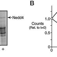 Model Of Inhibition Of ENaC By Nedd4 The Binding Of Nedd4 To A Single