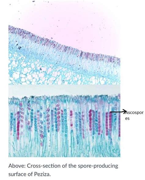 Solved Draw And Label The Ascospores From The Peziza Slides How Many