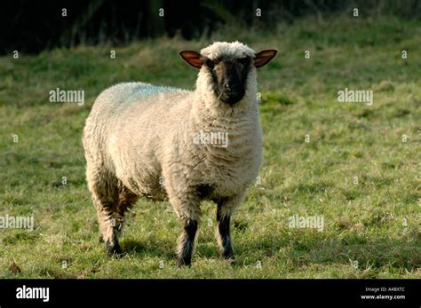 Suffolk Cross Sheep Hi Res Stock Photography And Images Alamy