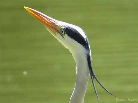 Héron cendré taille poids répartition reproduction liste animaux