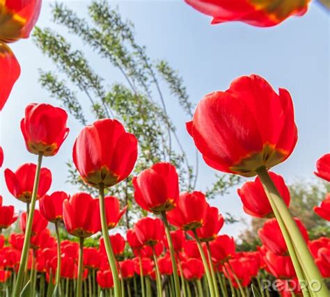 Poster Rote Blumen Und Himmel Nach Ma Myredro De