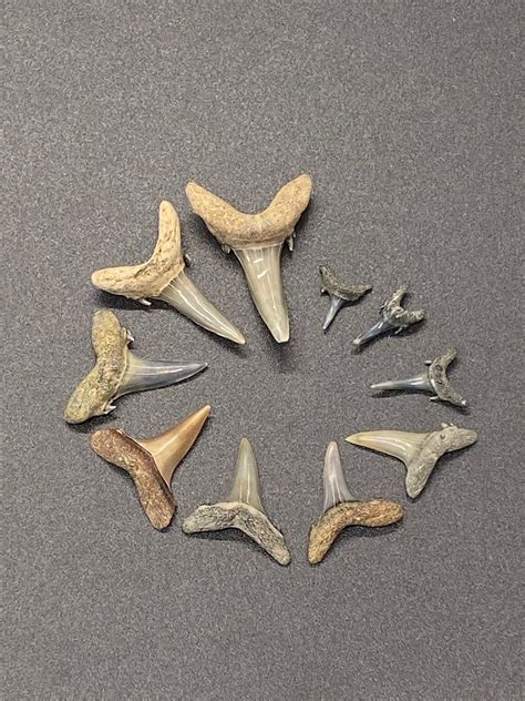 Fossil Sand Tiger Shark Teeth Found by Toothlessfossils 10 Pack Ccst - Etsy