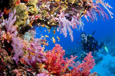 Coral Reef Wallpapers Wallpaper Cave