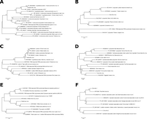 Phylogenetic Analyses Of Novel Virus Contigs Maximum Likelihood