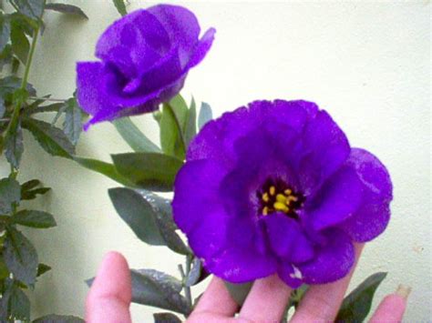 Nombres de flores hermosas - Imagui