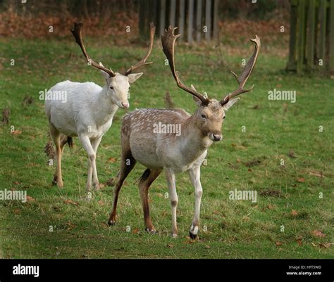 Rare White Fallow Deer Stag Hi Res Stock Photography And Images Alamy