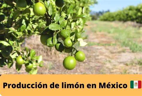 Producci N De Lim N En M Xico Wiki Agronomia