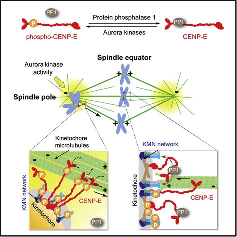 Aurora Kinases And Protein Phosphatase Mediate Chromosome Congression