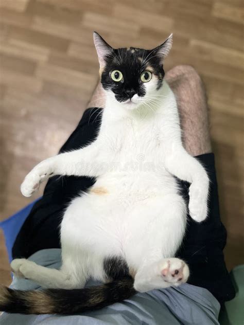 Blanco Y Bonito Gato En El Regazo De Un Hombre Foto De Archivo