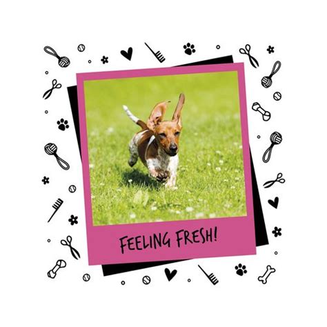 Bugalugs 200ml Baby Fresh Dog Cologne Bunnings Australia