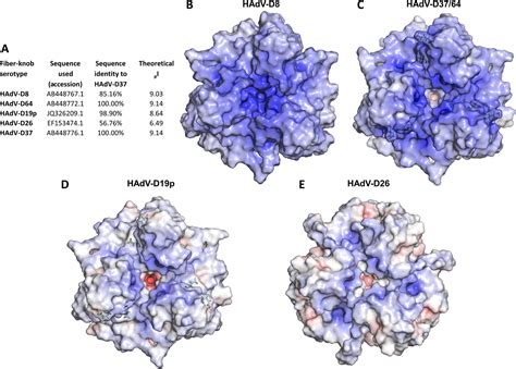 Human Adenovirus Type 26 Uses Sialic Acidbearing Glycans As A Primary