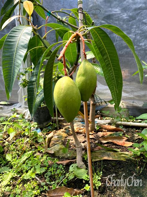 Pickering mango – CH Fruit Tree Nursery