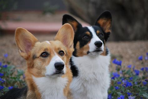 Best Corgi Rescues In Arizona