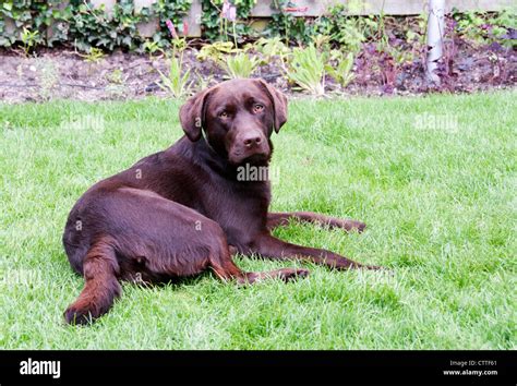 Young Brown Labrador In Green Grass Stock Photo Alamy
