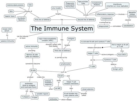 Immune System Lab Activity