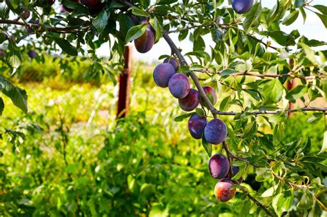 Pruning Plum Trees: An Essential Guide - PriceMyGarden