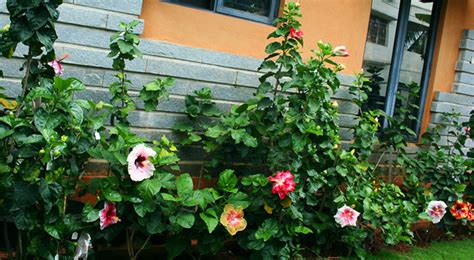 Hidden Valley Hibiscus Worldwide ~ Hibiscus Garden in Bangalore, India