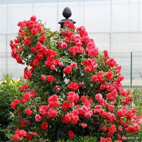 Роза плетистая ютерсен (77 фото)