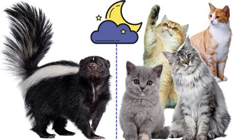 Skunk vs Cat: Who Would Win in a Fight?