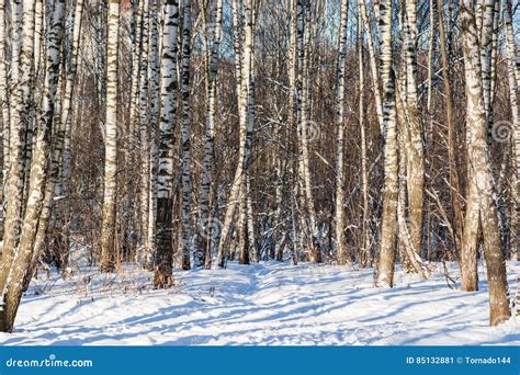 Birch Trees In Winter Stock Image Image Of Decoration 85132881