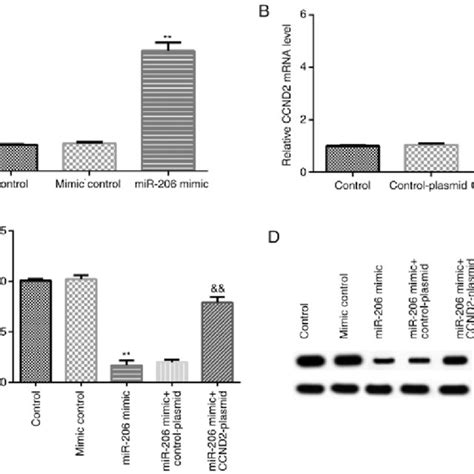 Expression Levels Of MiR 206 In IOSE80 Cells And KGN Cells Reverse