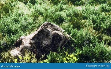 Solid Rock In The Middle Of Green Ground Stock Photo Image Of Alpine