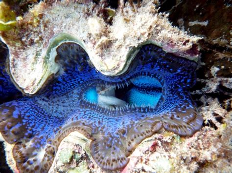 Giant Clam Ocean Treasures Memorial Library