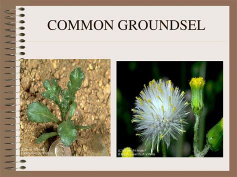 Agronomy Weeds Agronomy Team Ppt Download